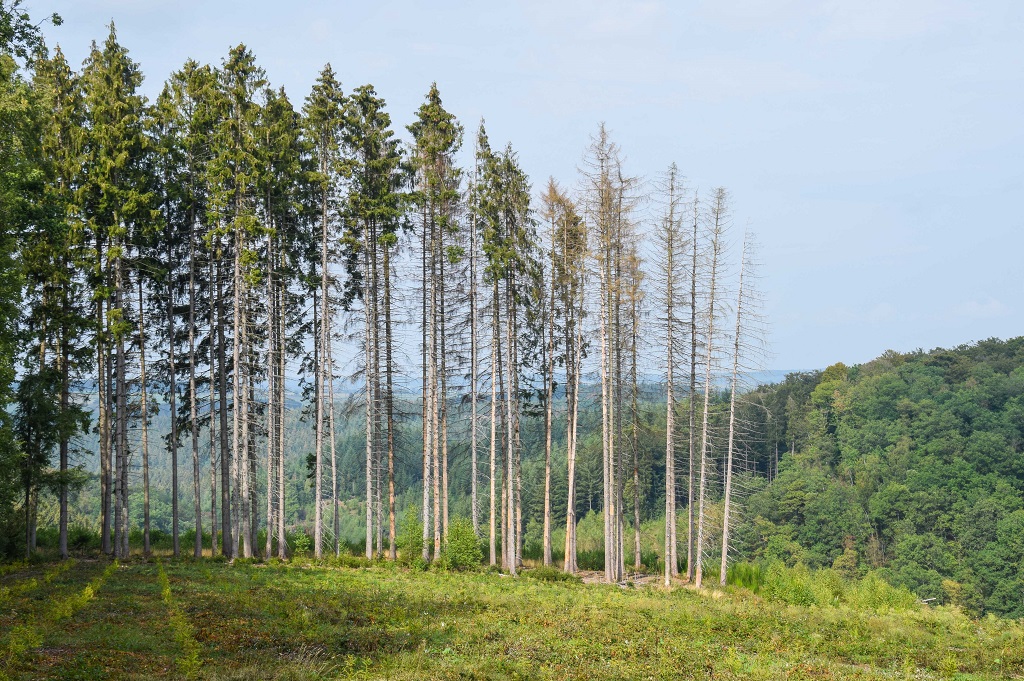 La Province de Luxembourg s’engage pour une forêt plus durable !   