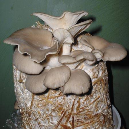 champignons sur buches de bois