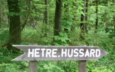 Le Hêtre du Hussard, en province de Luxembourg
